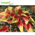Asian garden indoesnisaThree colored Amaranth seeds flower seeds for growing